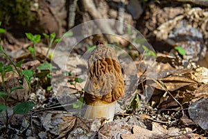 Mushroom morel, spring mushroom growing in the deciduous forest.