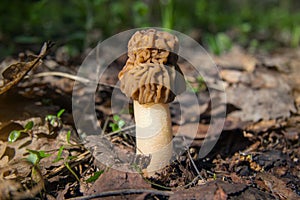 Mushroom morel, spring mushroom growing in the deciduous forest.