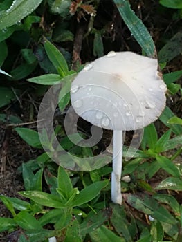 Mushroom in the Morning Dew