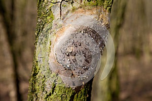 Mushroom with a morning dew on the tree