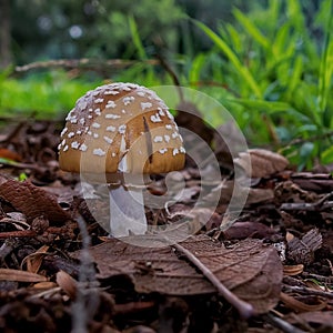 Mushroom in the morning light in the garden