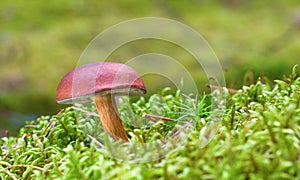 Mushroom on moss