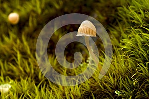 Mushroom in moss