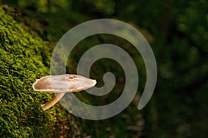 Mushroom on moss covered fallen tree