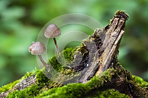 Mushroom on moss in a forrest