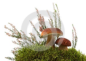 Mushroom, moss and heather i