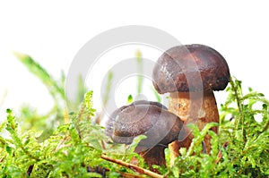 Mushroom in moss