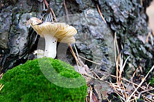 Mushroom moss needles