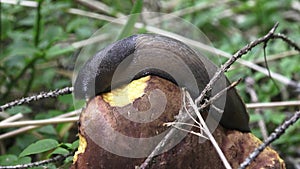 Mushroom among a moss with a slug on a hat.