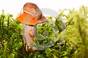 Mushroom among a moss with a slug on a hat