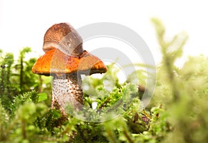 Mushroom among a moss with a slug on a hat