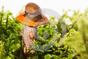 Mushroom among a moss with a slug on a hat