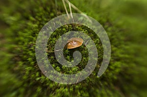 Mushroom in the moss