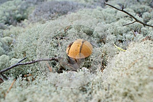 Mushroom - a mossiness mushroom