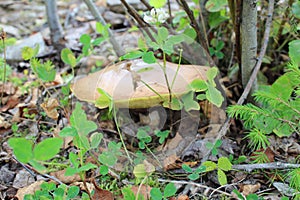 Mushroom mossiness in the summer in the moss under the tree.