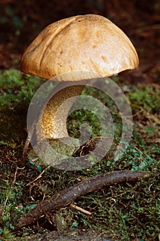 Mushroom in Mossy Earth