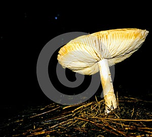 Mushroom photo