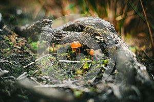 Mushroom mushroom in the forest. Macro photography. photo