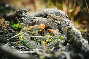 Mushroom mushroom in the forest. Macro photography. photo