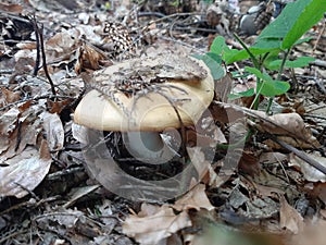 Mushroom mushrooms autumn  naturalists forest photo