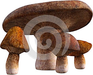 Mushroom, Mushrooms, Toadstool, Toadstools, Isolated