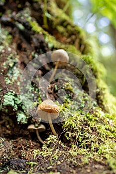 Mushroom mycelia in the trunk of a tree photo