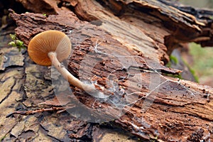 Mushroom and mycelium