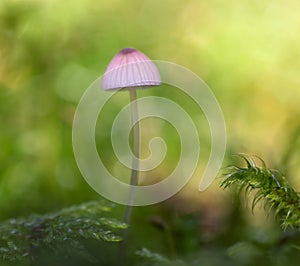Mushroom Mycena epipterygia. photo