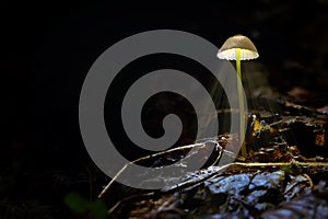 Mushroom Mycena epipterygia In Dark Forest