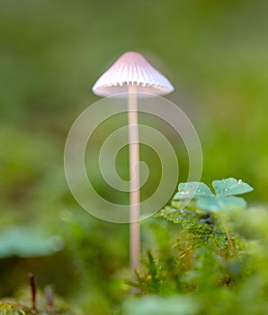 Mushroom Mycena epipterygia. photo