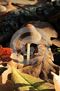 Mushroom (Mycena viscosa Maire)