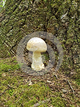 Mushroom in natural habitat