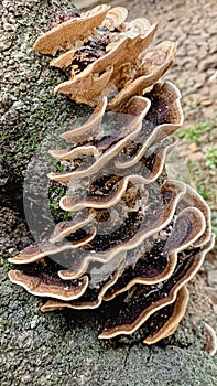 Mushroom In Nature