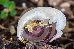 The mushroom on nature background