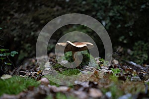 a mushroom in New Zealand High country and Wilderness from Hiking Picton to Invercargill