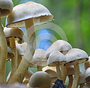 Mushroom photo