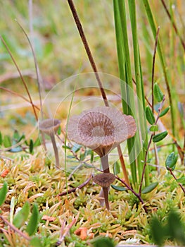 Mushroom o in natural swamp, Lithuania