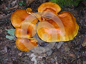 Mushroom-Omphalotus olearius