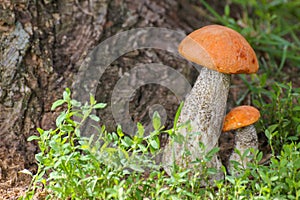 Mushroom orange-cap boletus