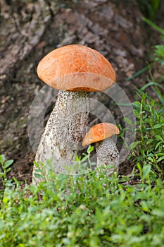 Mushroom orange-cap boletus