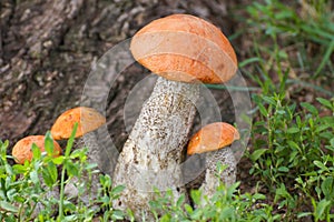 Mushroom orange-cap boletus