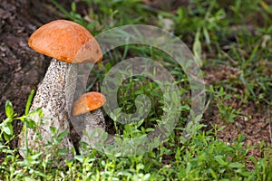 Mushroom orange-cap boletus