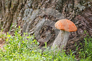 Mushroom orange-cap boletus