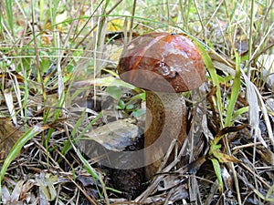 Mushroom. Mushroom orange-cap boletus forest. Photo of a tasty edible fungi - an aspen mushroom red Leccinum rufum - at an earl.