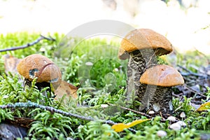 mushroom an orange cap boletus grew in forest .