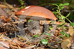 Mushroom orange-cap boletus grows in the forest. On the pileus teeth marks Chipmunk.