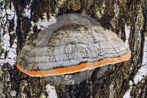 Mushroom; outgrowth on the trunk of a tree