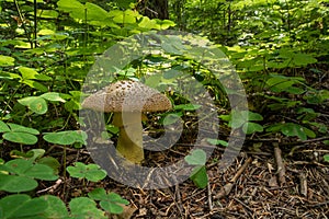 Mushroom and Oxalis photo