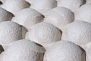 Mushroom packaging solution. compostable packaging