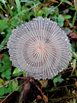 AÂ mushroom is the part of aÂ fungusÂ that is comparable to theÂ fruitÂ of aÂ plant. photo